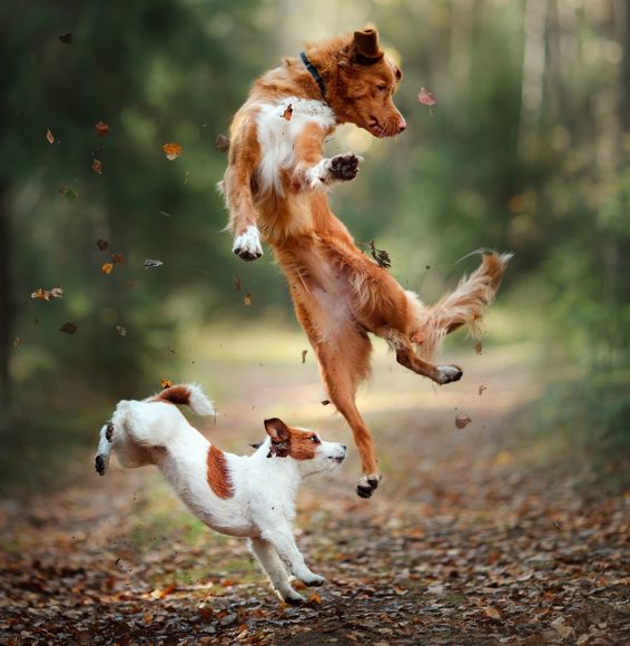 Perros jugando en la naturaleza